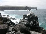 Galapagos 3-1-16 Espanola Punta Suarez Cliffs The albatross is so large that it needs the powerful southeast trades that sweep up the cliffs of Espanola to get them airborne.
